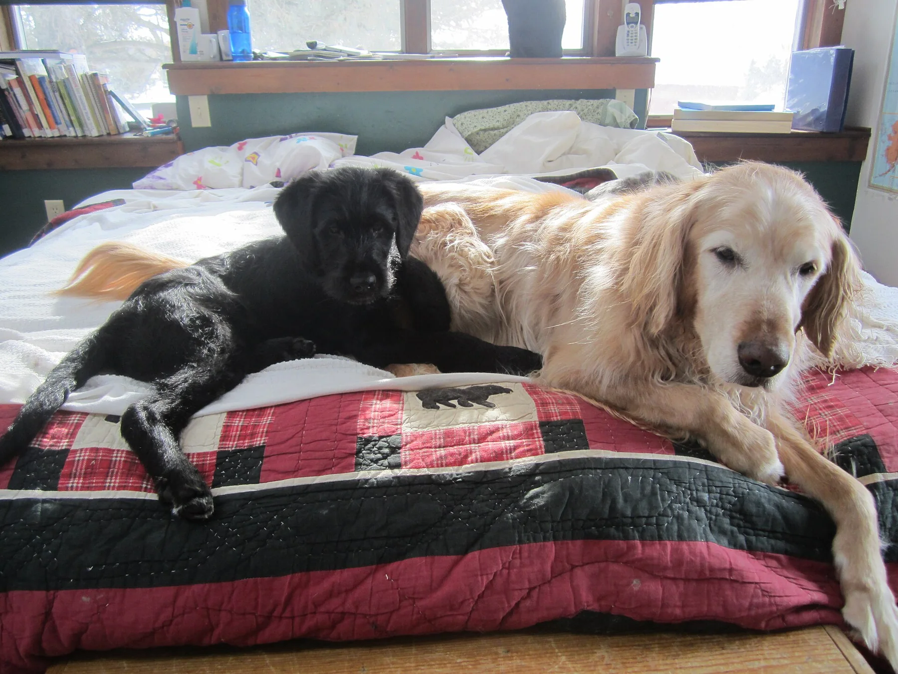 Dois cães descansando juntos